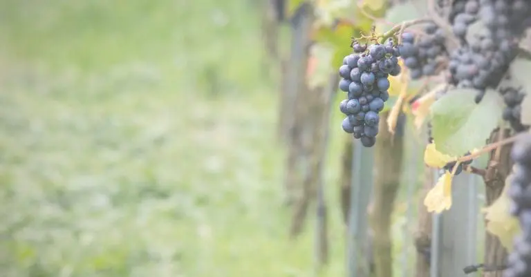 Clos du Chapitre : votre nouveau GFV by Canovia finalisé !