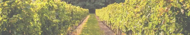 Lancement d&rsquo;une Emission Obligataire en Pomerol et Saint-Emilion