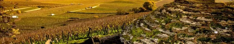 Transmettre son domaine viticole : anticiper pour pérenniser son patrimoine