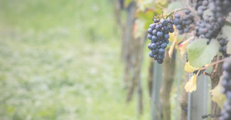 Clos du Chapitre : votre nouveau GFV by Canovia finalisé !