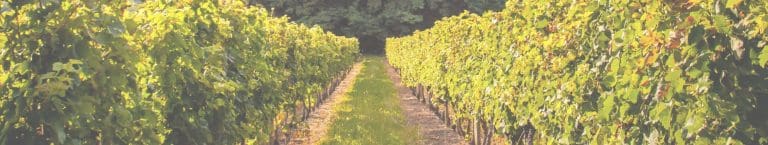 Lancement d&rsquo;une Emission Obligataire en Pomerol et Saint-Emilion