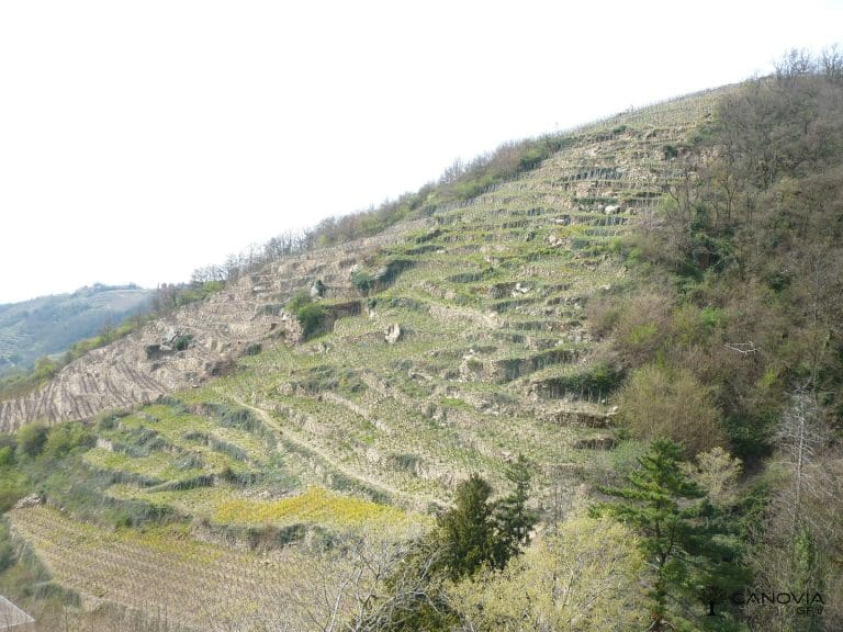 Les vendanges au Domaine du Monteillet